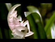 chandrama_video